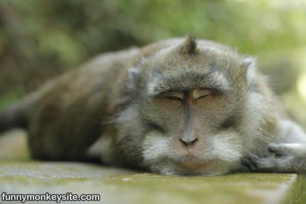 So Tired - Funny Monkey Pictures