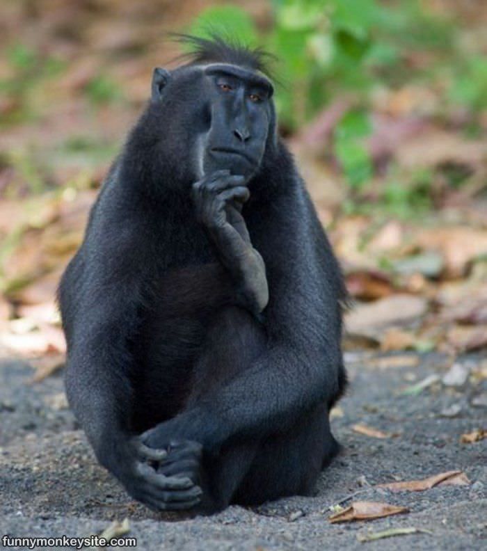 Some Thinking - Funny Monkey Pictures