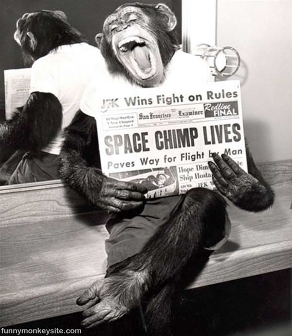 Space Chimp Lives