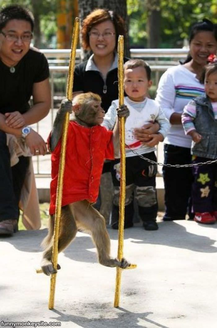 Stilts Monkey