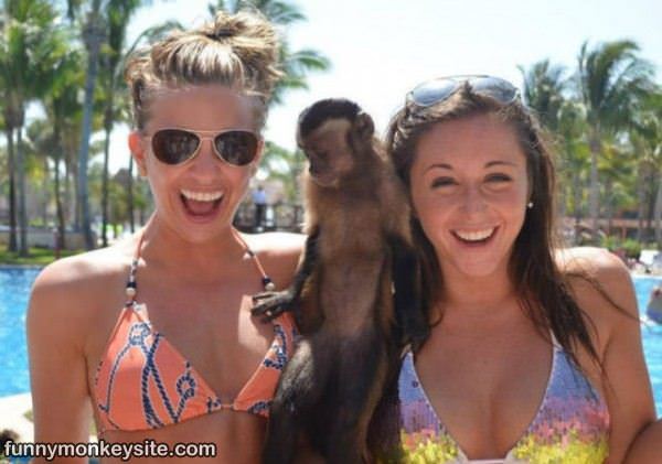 The Beach Monkey