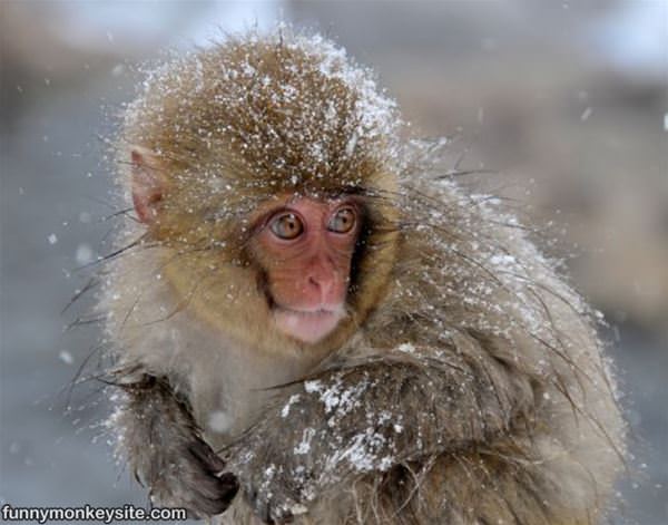 The Snow Monkey