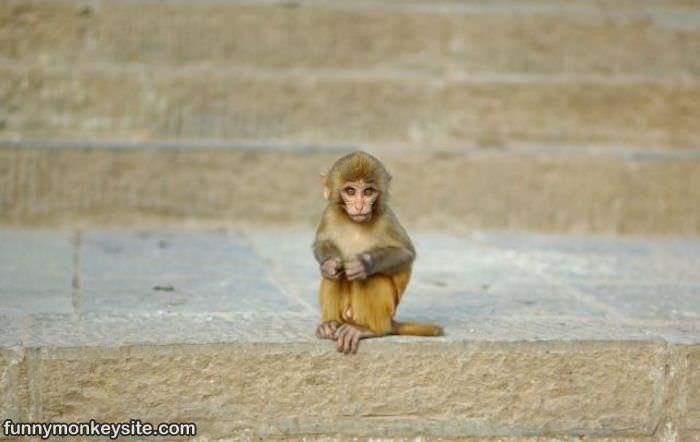 Tiny Monkey Is Tiny