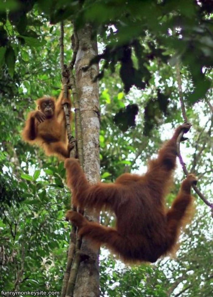 Tree Tricks