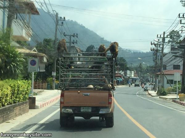 Truck Rides