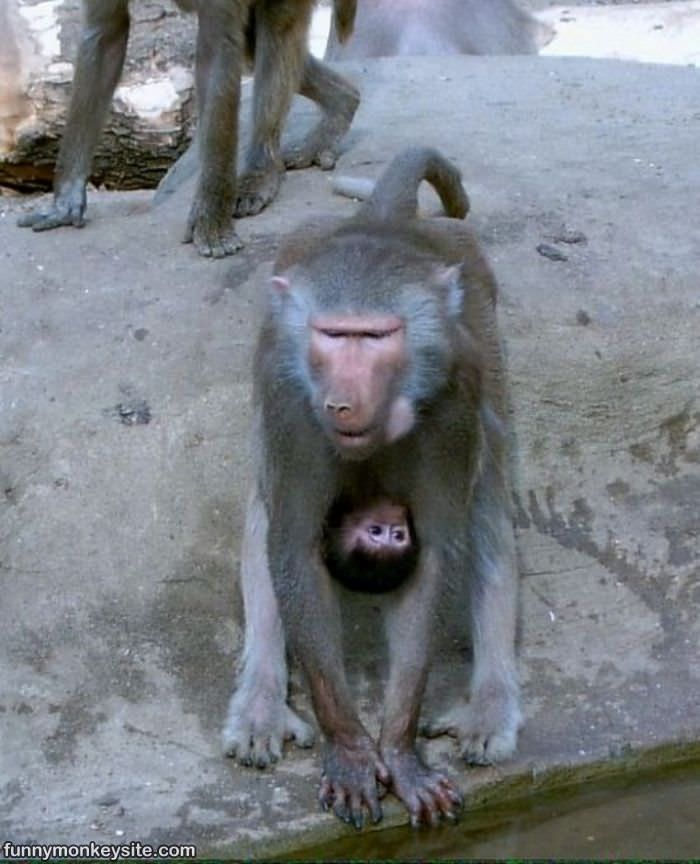 Upside Down Monkey