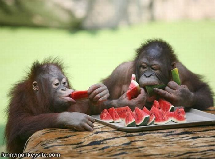 We Loves Watermelon