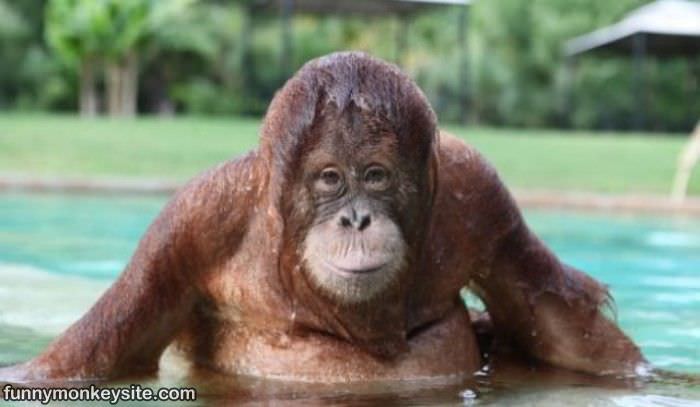 Wet Pool Monkey