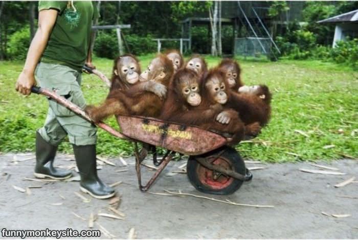 Wheelbarrel Of Monkeys